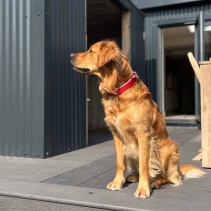 Padded Viva Collar Pink 50-59cm Size 7