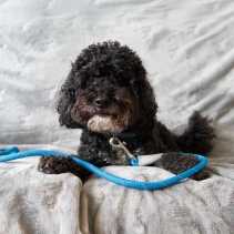 Viva Rope Lead Reflective Blue 1.07mx12mm