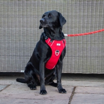 Viva Rope Lead Reflective Blue 1.07mx12mm