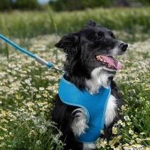 Viva Rope Lead Reflective Blue 1.07mx12mm