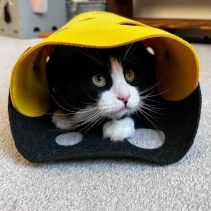 Cat Tunnel Mustard & Grey