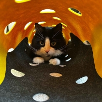 Cat Tunnel Mustard & Grey