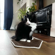 Hanging Cat Scratcher