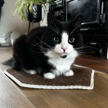 Hanging Cat Scratcher