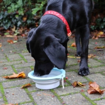 Collapsible Travel Bowl Medium