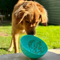 Orva Enrichment Wobble Bowl