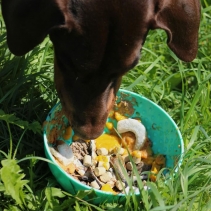 Orva Enrichment Wobble Bowl