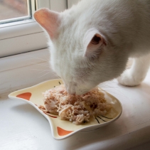 Cat Shaped Dish