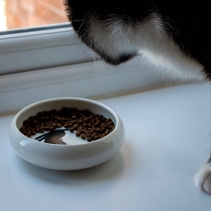 Curved Edge Cat Dish