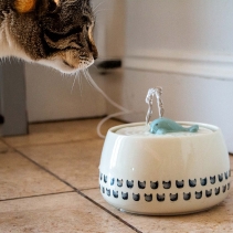 Whale Cat Fountain