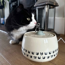 Whale Cat Fountain