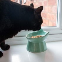 Raised Cat Feeder Sage Green