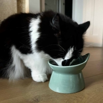 Raised Cat Feeder Sage Green