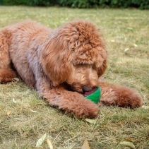 Ice Paws Watermelon Cooling Toy