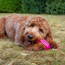 Ice Paws Large Ice Lolly Cooling Toys