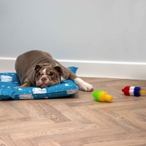 Ice Paws Large Ice Lolly Cooling Toys
