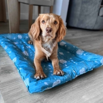 Ice Paws Cooling Bed Large 68cm X 91cm