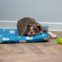 Ice Paws Cooling Bed Large 68cm X 91cm