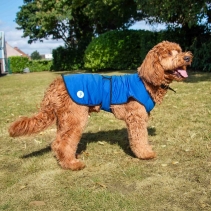 Dog Cooling Coat L
