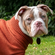 Terracotta Cable Knit Jumper S