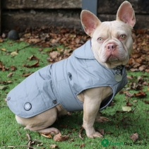 Ultimate Reflective Dog Coat XL