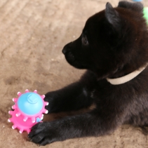 Small Bite Vinyl Puppy Selection 4pc pack