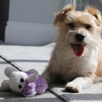 Small Bite Plush Lamb Lilac