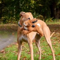 Heritage Harris Hare