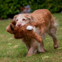 Heritage Harris Hare