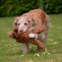 Heritage Harris Hare