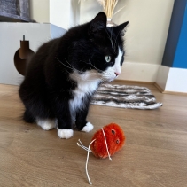 Lacey The Sweet Potato