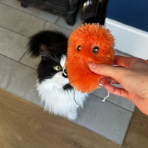 Lacey The Sweet Potato