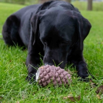 Orva Large Pine Cone - Medium Chewers
