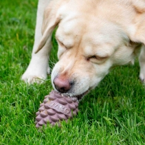 Orva Large Pine Cone - Medium Chewers