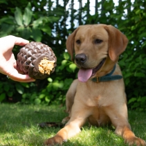 Orva Pine Cone