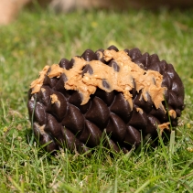 Orva Pine Cone
