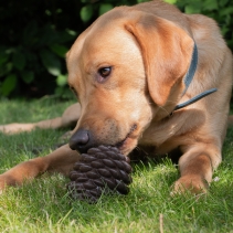 Orva Pine Cone