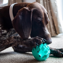 Orva Hedgehog Treat Toy