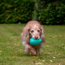 Orva Hedgehog Treat Toy