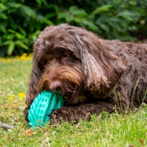 Orva Hedgehog Treat Toy