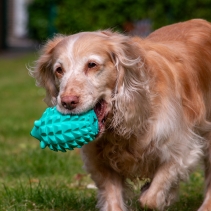 Orva Hedgehog Treat Toy