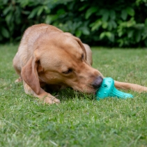 Orva Mushroom Treat Toy