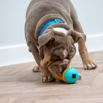 Orva Sensory Roll Treat Toy