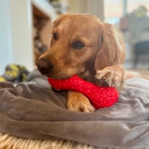 Orva Brain Treat Dumbbell