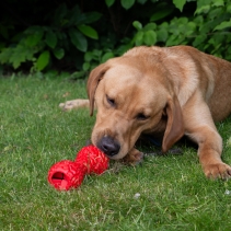 Orva Brain Treat Dumbbell
