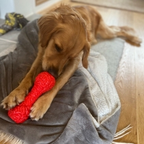 Orva Brain Treat Dumbbell