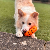 Tough Floating Donut with Strap