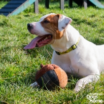 Heritage Annie Acorn