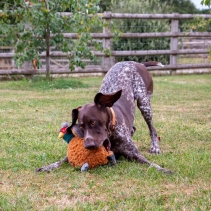 Heritage Phoebe Pheasant