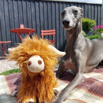 Heritage Fergus Highland Cow